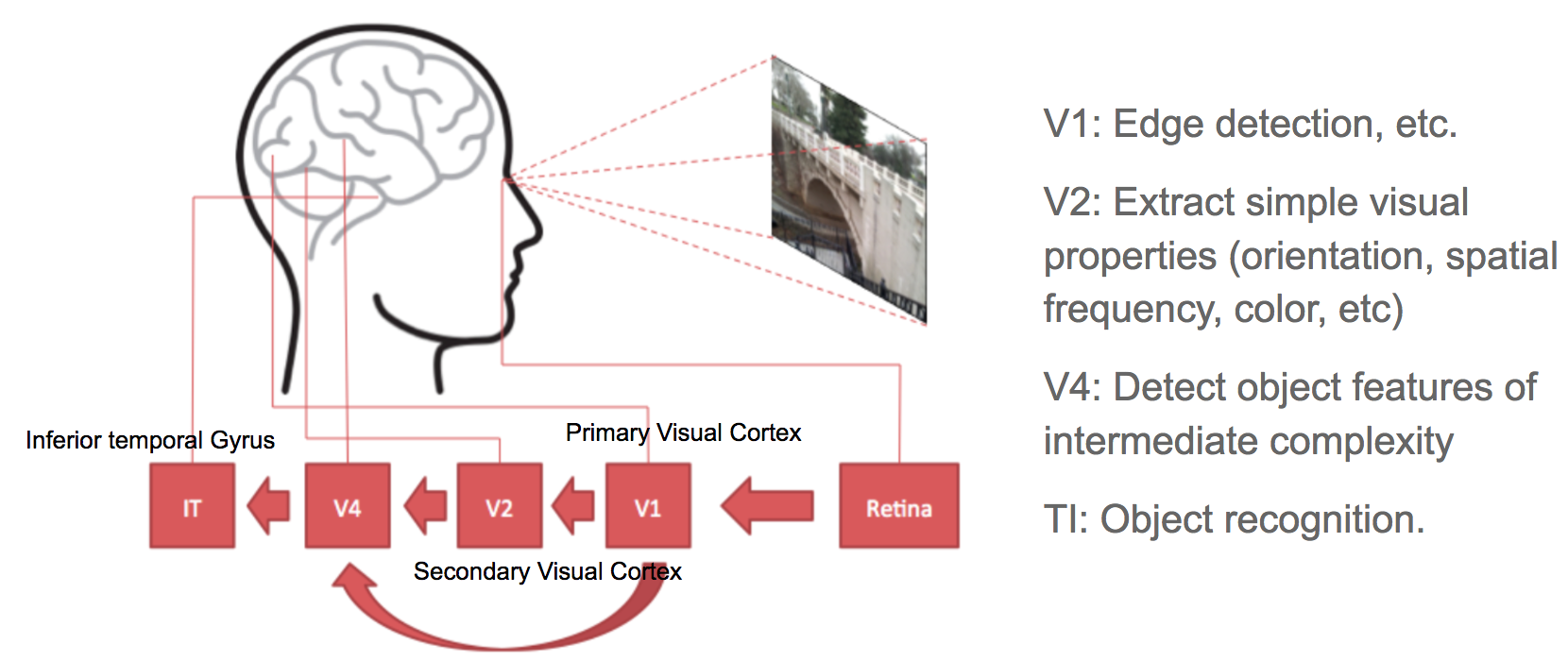 Human visual cortex system